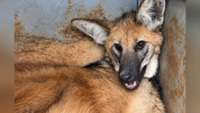 Lobo-guará é resgatado por bombeiros após ser encontrado ferido em Jataí