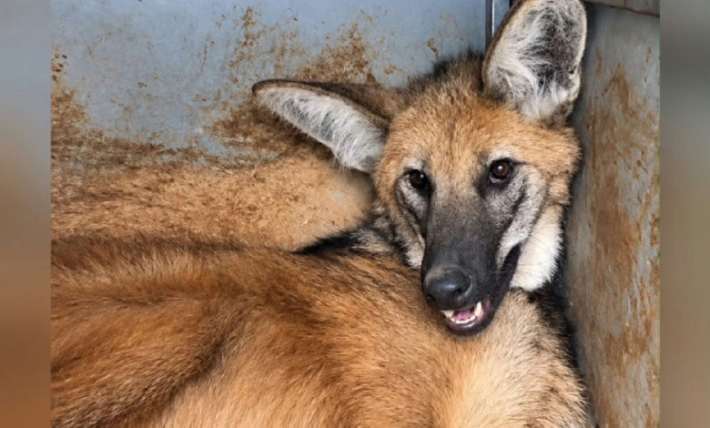 Lobo-guará é resgatado por bombeiros após ser encontrado ferido em Jataí
