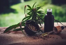 Mercado de cannabis medicinal projeta faturamento de R$ 1,2 bilhão até 2026