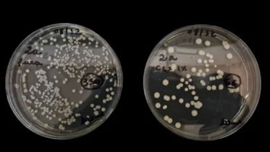 Nova fórmula com clorexidina e óleos naturais combate fungo hospitalar resistente