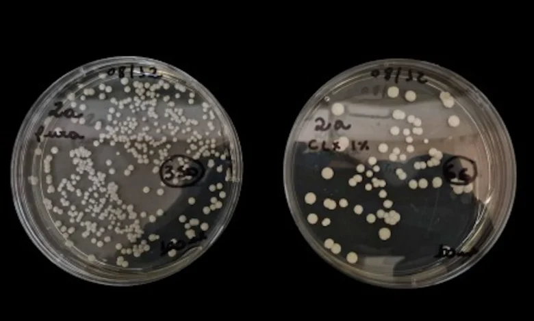 Nova fórmula com clorexidina e óleos naturais combate fungo hospitalar resistente