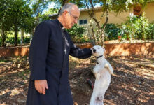 Opiniões de padre Luiz Augusto sobre criação de animais geram debate nas redes sociais