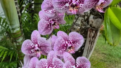 Orquídeas e rosas do deserto são trocadas por alimentos em exposição solidária