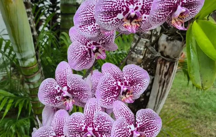 Orquídeas e rosas do deserto são trocadas por alimentos em exposição solidária