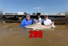 Piraíbas no rio Araguaia: pousada alcança marca de 200 exemplares capturados