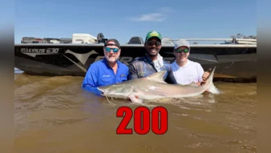 Piraíbas no rio Araguaia: pousada alcança marca de 200 exemplares capturados