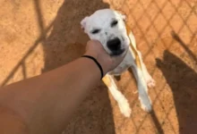 Plataforma digital em Rio Verde facilita a adoção responsável de animais