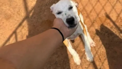 Plataforma digital em Rio Verde facilita a adoção responsável de animais