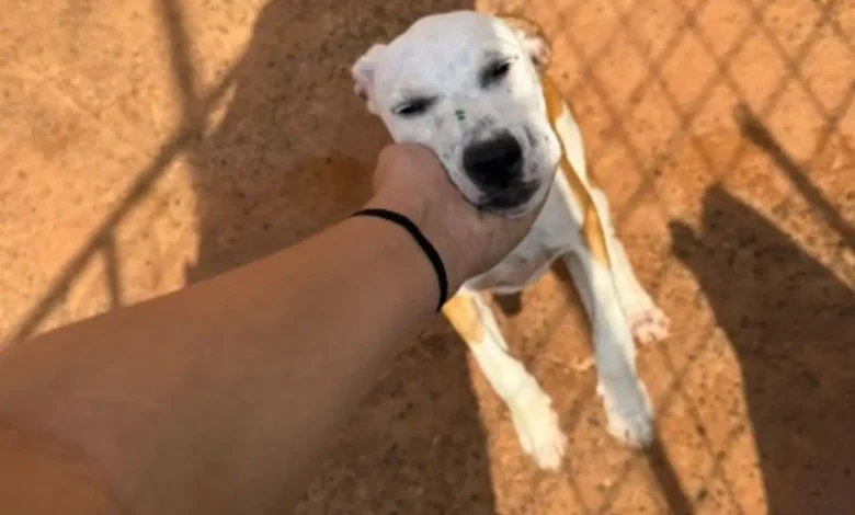 Plataforma digital em Rio Verde facilita a adoção responsável de animais