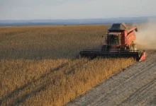 Produtores de Goiás adiantam semeadura da soja para 20 de setembro devido ao risco do El Niño