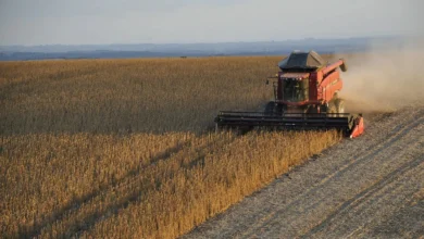 Produtores de Goiás adiantam semeadura da soja para 20 de setembro devido ao risco do El Niño