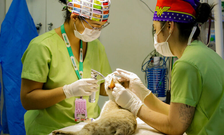 Programa de bem-estar animal em Senador Canedo chega a 3 mil castrações com 60 novos atendimentos