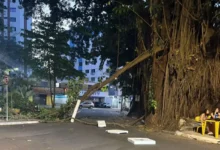 Queda de galho em Goiânia reacende debate sobre remoção de gameleiras no setor Oeste