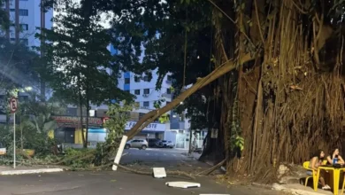 Queda de galho em Goiânia reacende debate sobre remoção de gameleiras no setor Oeste