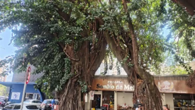 Risco de queda em gameleiras da Praça da Cirrose mobiliza prefeitura de Goiânia