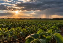 Soja em Goiás enfrenta incertezas com chuvas antecipadas antes do plantio