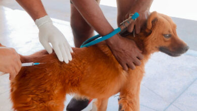 Vacinação antirrábica em Senador Canedo mantém atendimento contínuo para pets