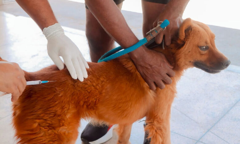 Vacinação antirrábica em Senador Canedo mantém atendimento contínuo para pets