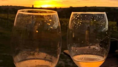 Vinho em Goiás: expansão vitivinícola consolida 12 vinícolas no estado