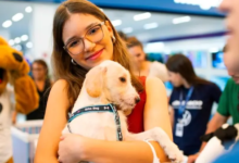 Adoção de cães ganha espaço em shopping de Goiânia neste sábado
