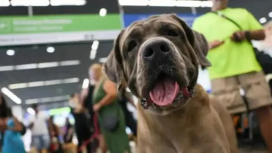 Animais de estimação na seção eleitoral: entenda o que é permitido pela Justiça Eleitoral