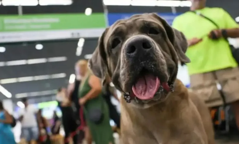 Animais de estimação na seção eleitoral: entenda o que é permitido pela Justiça Eleitoral