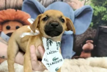 Aparecida de Goiânia promove feira de adoção para 25 animais neste sábado