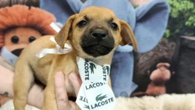 Aparecida de Goiânia promove feira de adoção para 25 animais neste sábado