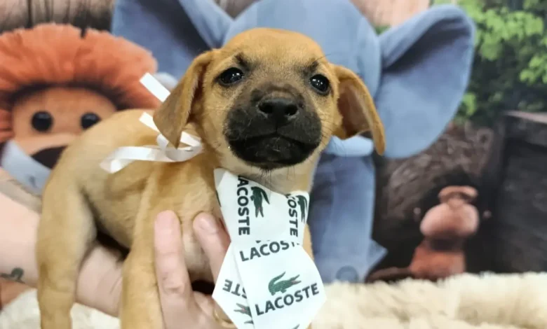 Aparecida de Goiânia promove feira de adoção para 25 animais neste sábado