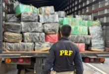 Apreensão recorde de super maconha em Morrinhos mobiliza agentes