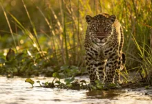 Ataque de onça em terra indígena deixa criança ferida no Pará