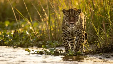 Ataque de onça em terra indígena deixa criança ferida no Pará