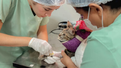 Atendimentos veterinários em Senador Canedo sofrem com faltas não avisadas