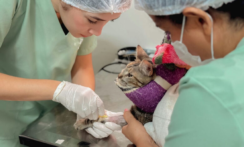 Atendimentos veterinários em Senador Canedo sofrem com faltas não avisadas