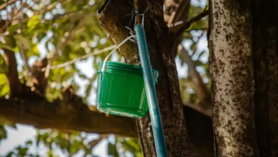 Baldinhos utilizados no combate à dengue são descartados no lixo