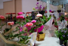Bazar Estação das Plantas celebra 30ª edição com ofertas em Goiânia