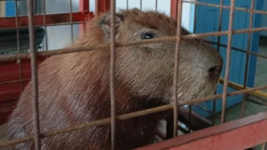 Bombeiros capturam capivara dentro de ambulatório em hospital de Minaçu