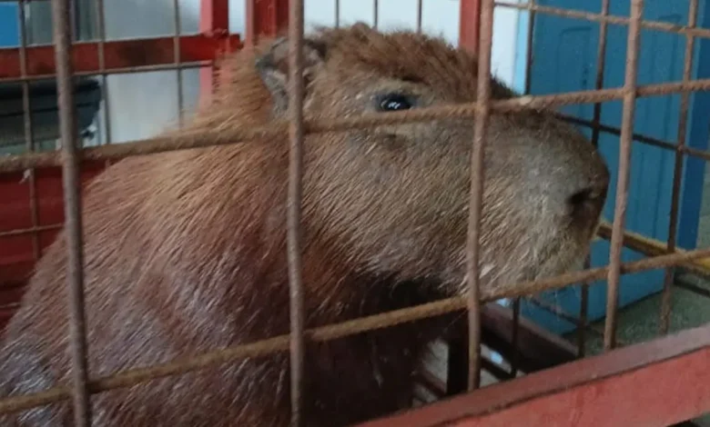Bombeiros capturam capivara dentro de ambulatório em hospital de Minaçu