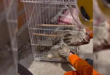 Bombeiros em Jataí atendem chamado de menino de 10 anos que capturou teiú
