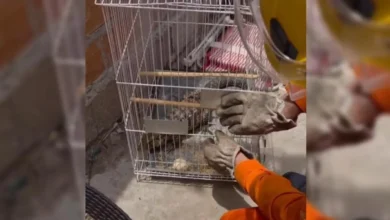 Bombeiros em Jataí atendem chamado de menino de 10 anos que capturou teiú
