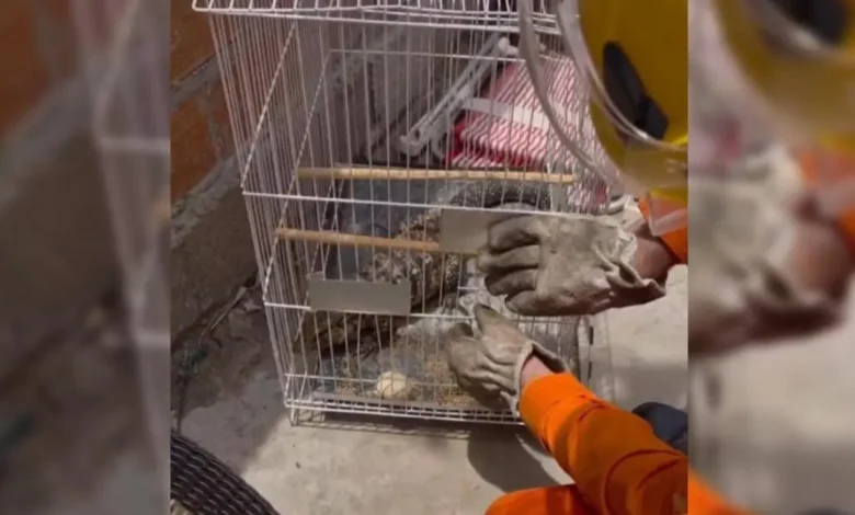 Bombeiros em Jataí atendem chamado de menino de 10 anos que capturou teiú