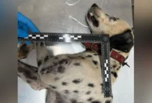 Cachorro espancado com pá pelo tutor em Goiânia sofre fratura e vai operar a pata