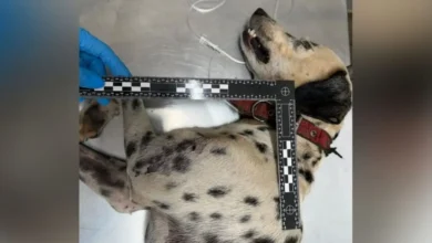 Cachorro espancado com pá pelo tutor em Goiânia sofre fratura e vai operar a pata