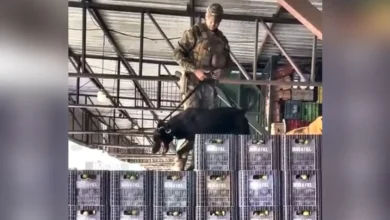 Cães farejadores em ação na Ceasa de Goiânia repercutem nas redes sociais