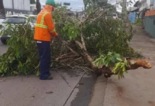 Chuva intensa mobiliza equipes urbanas após dezenas de quedas de árvores