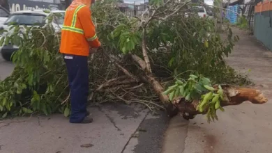 Chuva intensa mobiliza equipes urbanas após dezenas de quedas de árvores
