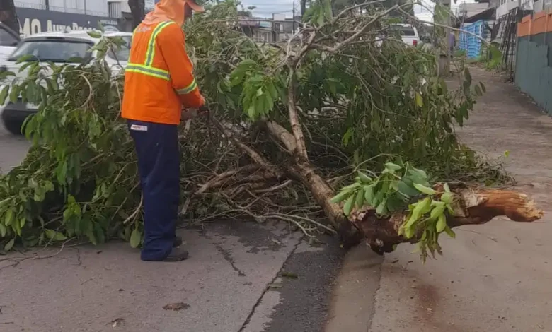 Chuva intensa mobiliza equipes urbanas após dezenas de quedas de árvores
