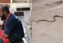Cobra venenosa causa morte de resgatista durante gravação de vídeo