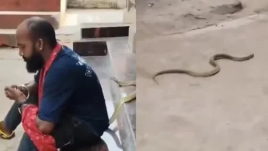 Cobra venenosa causa morte de resgatista durante gravação de vídeo