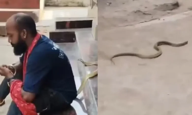 Cobra venenosa causa morte de resgatista durante gravação de vídeo